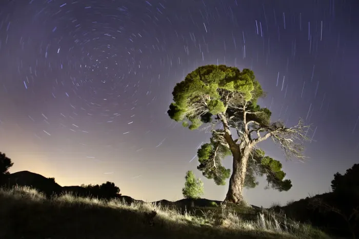 Framed Print : Aleppo pine tree {Pinus halepensis} photographed with long exposure at night with Framed Print : Aleppo pine tree {Pinus halepensis} photographed with long exposure at night with