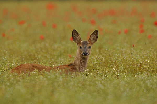 Alert young male Roe fawn {Capreolus capreolus} amongst poppies, England, UK, Europe