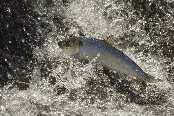 Alewife fish (Alosa pseudoharengus), migrating up river, Northern Maine, USA. June