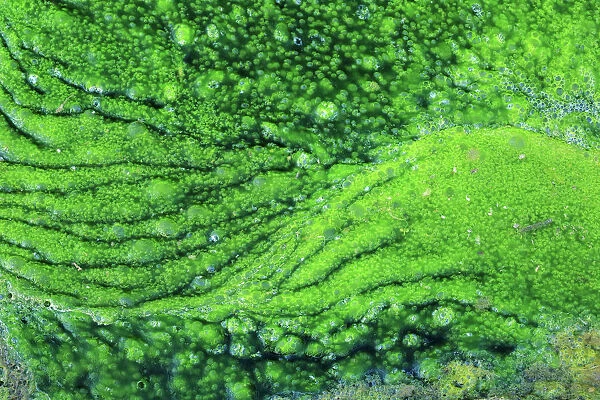 Algae growing in the Majaceite River, Cadiz, Andalusia, Spain, January