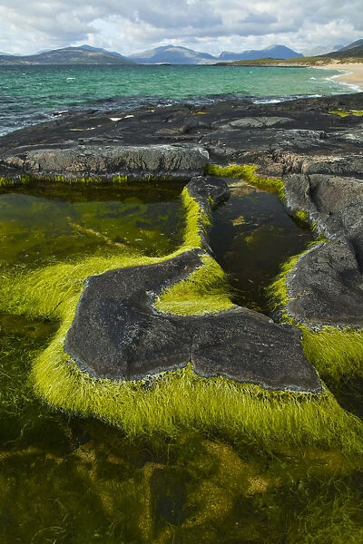 Algae growing in a pool on a rock, Scarista Beach, Sound of Taransay, South Harris