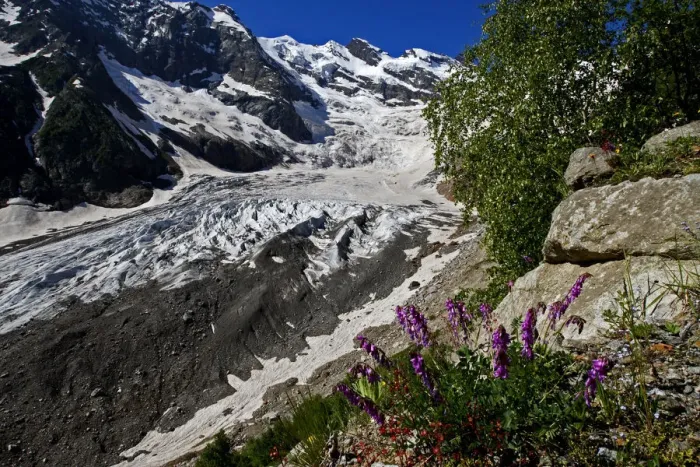 Framed Print : Alibek glacier in Alibek vally with Purple trefoil (Trifolium) growing in the foreground Framed Print : Alibek glacier in Alibek vally with Purple trefoil (Trifolium) growing in the foreground