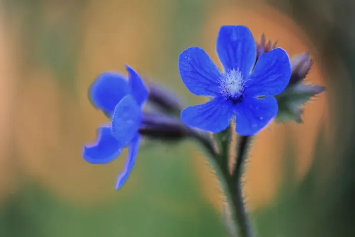 Framed Print : Alkanet flowers (Anchusa azurea) Prado del Rey, Cadiz, Spain, April Framed Print : Alkanet flowers (Anchusa azurea) Prado del Rey, Cadiz, Spain, April