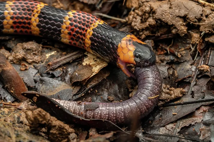 Framed Print : Allen's coralsnake (Micrurus alleni) feeding on an endemic species of Caecilian (Oscaecilia osae), Golfo Dulce, Costa Rica Framed Print : Allen's coralsnake (Micrurus alleni) feeding on an endemic species of Caecilian (Oscaecilia osae), Golfo Dulce, Costa Rica