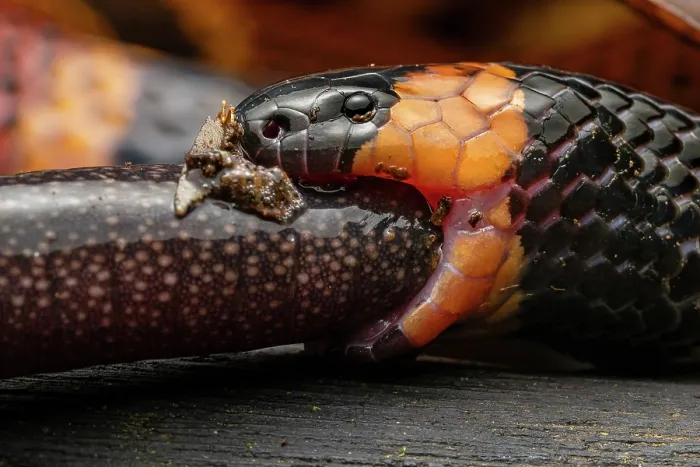 Framed Print : Allen's coralsnake (Micrurus alleni) feeding on an endemic species of Caecilian (Oscaecilia osae), Golfo Dulce, Costa Rica