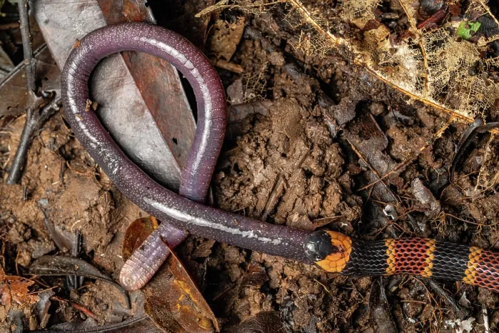Framed Print : Allen's coralsnake (Micrurus alleni) feeding on an endemic species of Caecilian (Oscaecilia osae), Golfo Dulce, Costa Rica Framed Print : Allen's coralsnake (Micrurus alleni) feeding on an endemic species of Caecilian (Oscaecilia osae), Golfo Dulce, Costa Rica