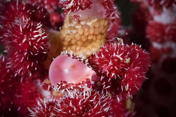 Allied cowrie (Diminovula punctata) on a soft coral (Dendronepthya sp ) with its egg mass close by