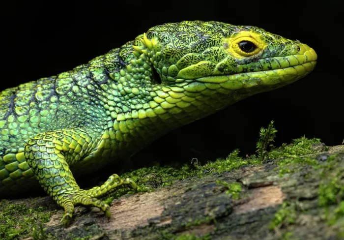 Framed Print : Alligator lizard (Abronia meledona) portrait, Guatemala. Endangered Framed Print : Alligator lizard (Abronia meledona) portrait, Guatemala. Endangered