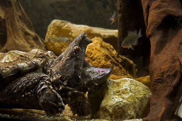 Alligator snapping turtle (Macroclemys temmincki) fishing by luring a fish with the vermiform
