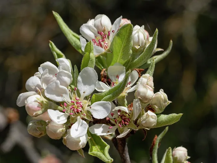 Framed Print : Almond-leaved pear (Pyrus spinosa) blossom, Monte St Angelo, Gargano, Puglia, Italy. April Framed Print : Almond-leaved pear (Pyrus spinosa) blossom, Monte St Angelo, Gargano, Puglia, Italy. April