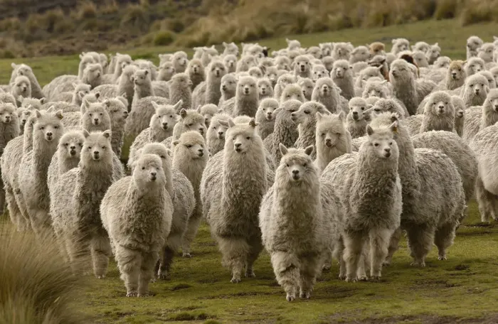 Framed Print : Alpaca herd {Lama pacos} base of Cotopaxi, Andes, Ecuador Framed Print : Alpaca herd {Lama pacos} base of Cotopaxi, Andes, Ecuador