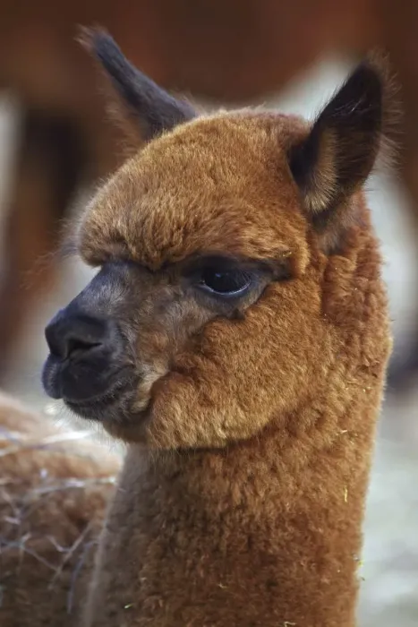 Framed Print : Alpaca (Lama pacos) portrait, New York, USA Framed Print : Alpaca (Lama pacos) portrait, New York, USA