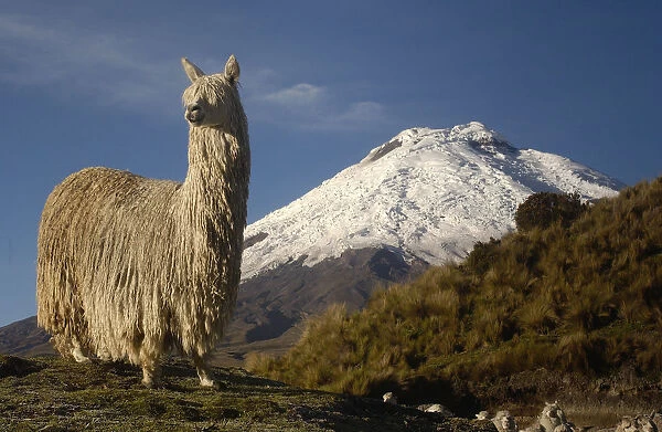 Alpaca Suri, a long haired variety of alpaca {Lama pacos} Cotopaxi volcano, Andes