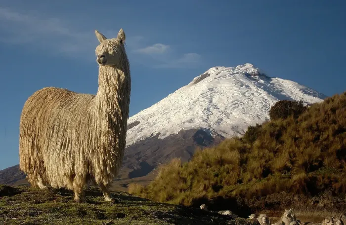 Framed Print : Alpaca Suri, a long haired variety of alpaca {Lama pacos} Cotopaxi volcano, Andes