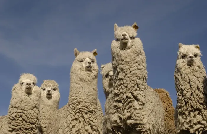 Framed Print : Alpacas {Lama pacos} Andes. Ecuador