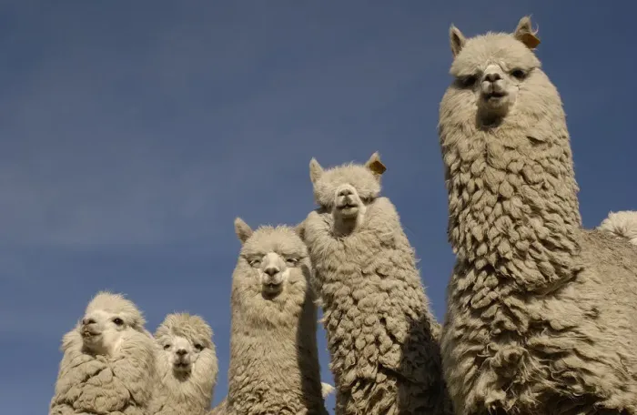 Framed Print : Alpacas {Lama pacos} Andes. Ecuador Framed Print : Alpacas {Lama pacos} Andes. Ecuador