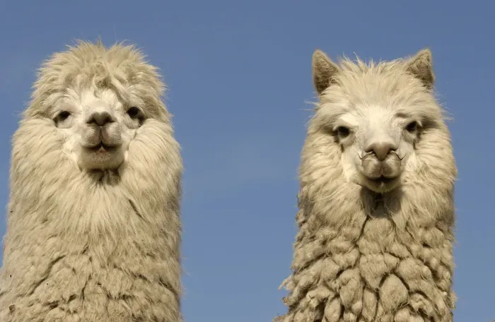 Framed Print : Two Alpacas {Lama pacos} head portraits, Andes. Ecuador Framed Print : Two Alpacas {Lama pacos} head portraits, Andes. Ecuador