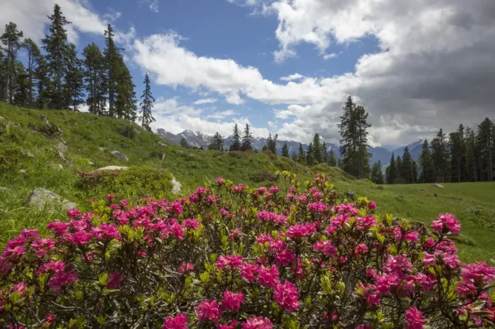 Framed Print : Alpenrose (Rhododendron ferrugineum) in mountain landscape, Nordtirol, Austrian Alps June Framed Print : Alpenrose (Rhododendron ferrugineum) in mountain landscape, Nordtirol, Austrian Alps June