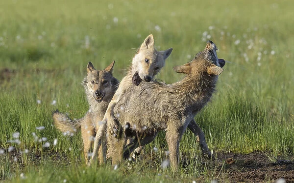 Alpha male Grey wolf (Canis lupus) biting angry young wolf to assert dominance, Finland. July