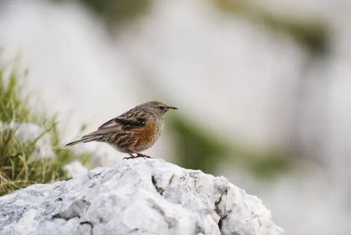 Framed Print : Alpine accentor (Prunella collaris) perched on rock, Triglav National Park, Slovenia Framed Print : Alpine accentor (Prunella collaris) perched on rock, Triglav National Park, Slovenia