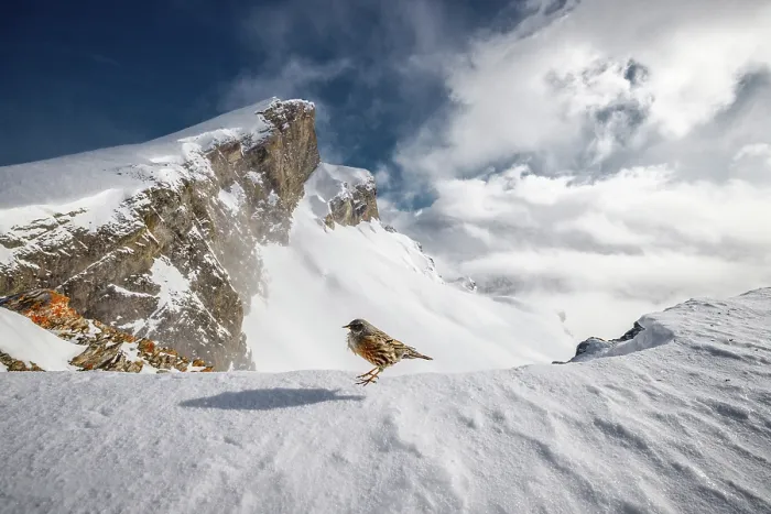 Framed Print : Alpine accentor (Prunella collaris) perched on snow-covered mountain top, Alps, Switzerland. January Framed Print : Alpine accentor (Prunella collaris) perched on snow-covered mountain top, Alps, Switzerland. January