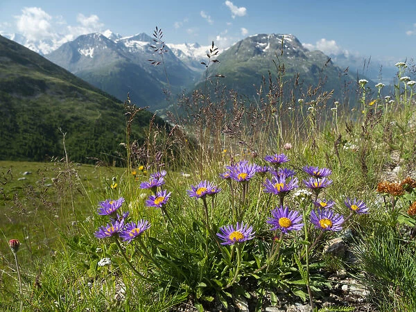 Alpine aster (Aster alpinus) flowering in alpine meadow, Alps, Engadine, Switzerland. July