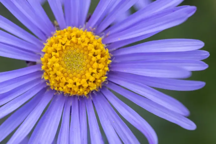 Framed Print : Alpine Aster (Aster alpinus), Nordtirol, Austrian Alps. July Framed Print : Alpine Aster (Aster alpinus), Nordtirol, Austrian Alps. July