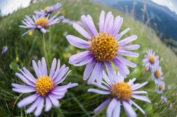 Framed Print : Alpine asters (Aster alpinus). Nordtirol, Tirol, Austrian Alps, Austria, July Framed Print : Alpine asters (Aster alpinus). Nordtirol, Tirol, Austrian Alps, Austria, July