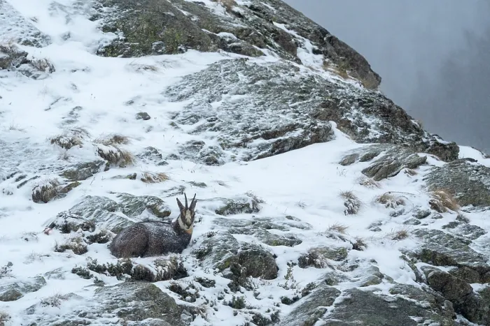 Framed Print : Alpine chamois (Rupicapra rupicapra) resting on snow-covered mountainside during light snowfall, Gran Paradiso National Park, Aosta Valley, Alps, Italy. March Framed Print : Alpine chamois (Rupicapra rupicapra) resting on snow-covered mountainside during light snowfall, Gran Paradiso National Park, Aosta Valley, Alps, Italy. March