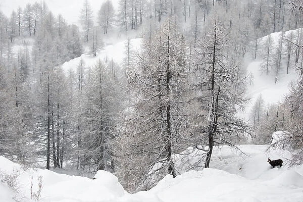 Alpine chamois (Rupicapra rupicapra rupicapra) in winter landscape with snow covered trees