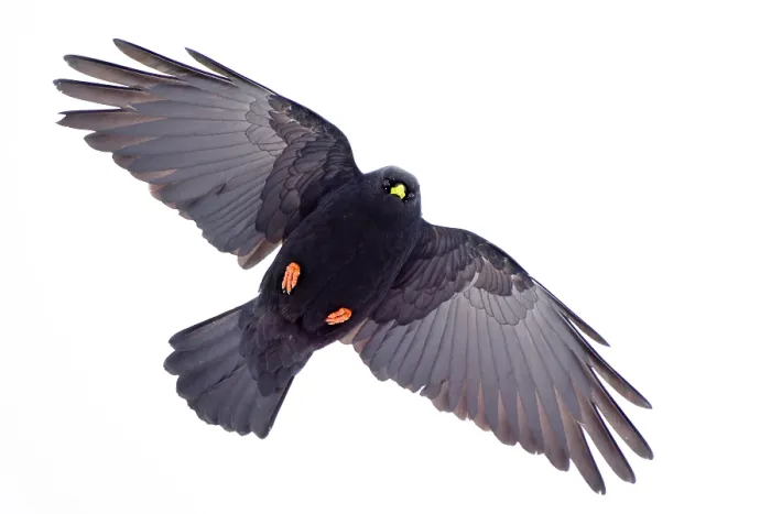 Framed Print : Alpine chough (Pyrrhocorax graculus) in flight, Alps, Switzerland. January Framed Print : Alpine chough (Pyrrhocorax graculus) in flight, Alps, Switzerland. January