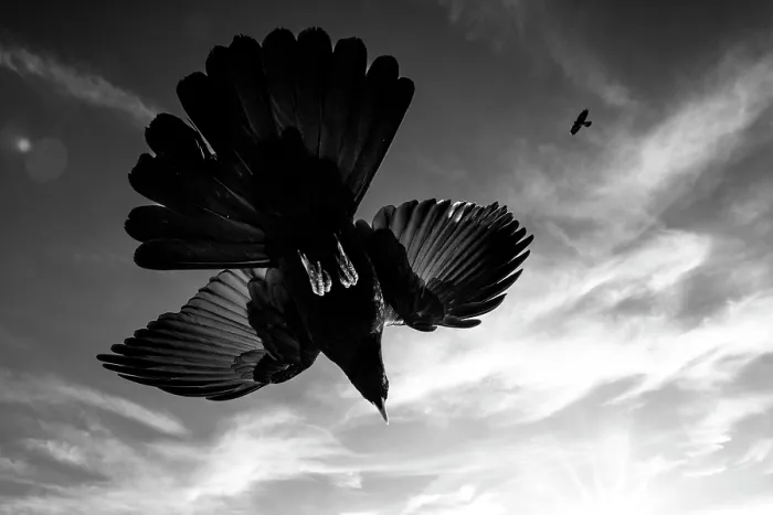 Framed Print : Alpine chough (Pyrrhocorax graculus) in flight, Alps, Switzerland. January Framed Print : Alpine chough (Pyrrhocorax graculus) in flight, Alps, Switzerland. January