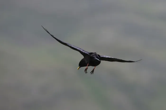 Framed Print : Alpine chough (Pyrrhocorax graculus) in flight with feet stretched out, Hohe Tauern National Park