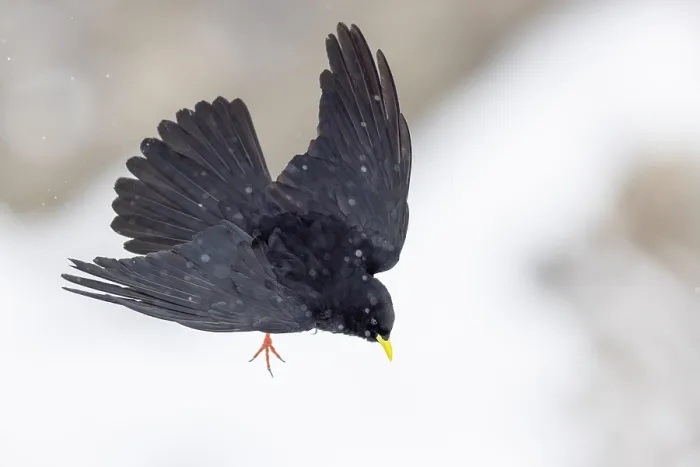 Framed Print : Alpine chough (Pyrrhocorax graculus) in flight in light snowfall, Alps, Switzerland. January Framed Print : Alpine chough (Pyrrhocorax graculus) in flight in light snowfall, Alps, Switzerland. January