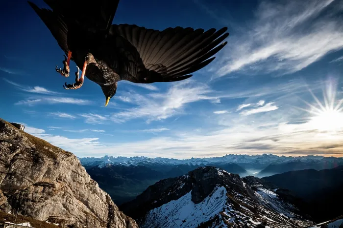 Framed Print : Alpine chough (Pyrrhocorax graculus) in flight over mountain peaks, Alps, Switzerland Framed Print : Alpine chough (Pyrrhocorax graculus) in flight over mountain peaks, Alps, Switzerland