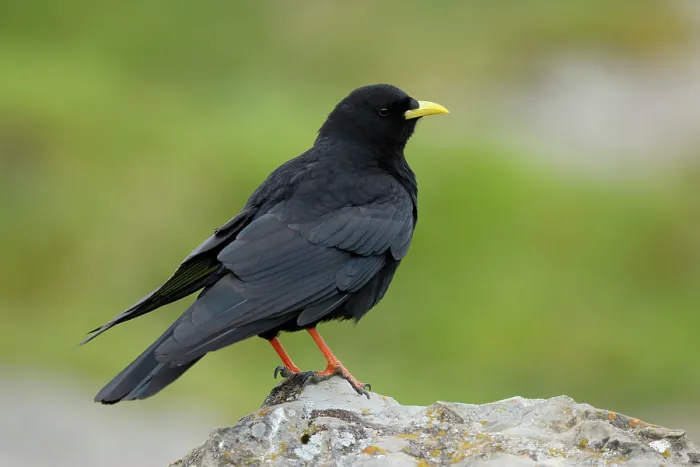 Framed Print : Alpine chough (Pyrrhocorax graculus) portrait, Pyrenees, Spain. January Framed Print : Alpine chough (Pyrrhocorax graculus) portrait, Pyrenees, Spain. January