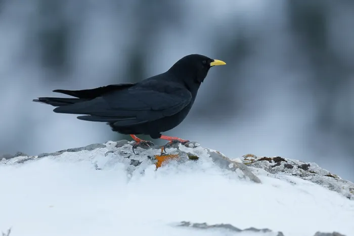 Framed Print : Alpine chough (Pyrrhocorax graculus) portrait, Pyrenees, Spain. January Framed Print : Alpine chough (Pyrrhocorax graculus) portrait, Pyrenees, Spain. January