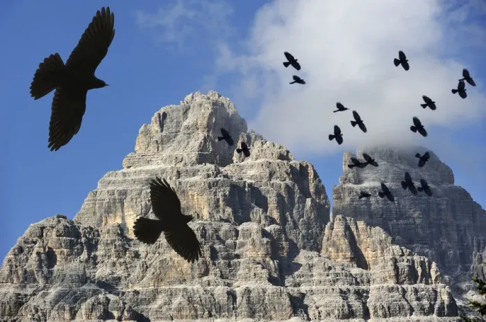 Framed Print : Alpine Chough / Yellow-billed Chough (Pyrrhocorax graculus) flock in flight against mountains Framed Print : Alpine Chough / Yellow-billed Chough (Pyrrhocorax graculus) flock in flight against mountains