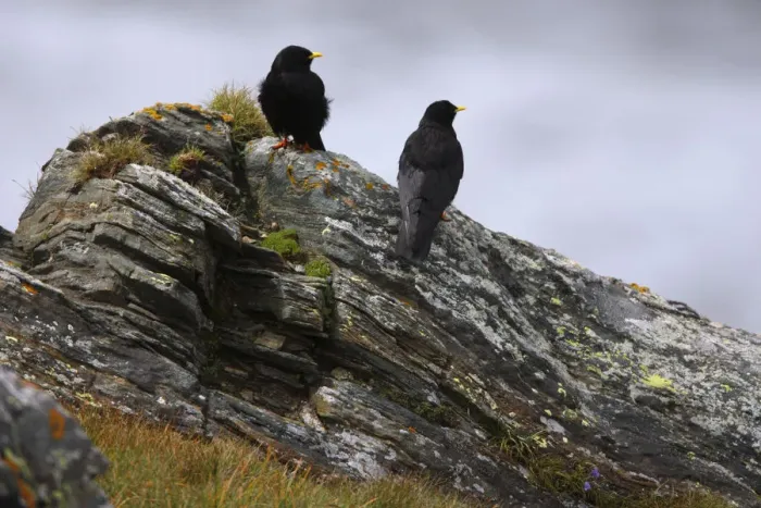 Framed Print : Two Alpine choughs (Pyrrhocorax graculus) on a rock, Hohe Tauern National Park, Austria Framed Print : Two Alpine choughs (Pyrrhocorax graculus) on a rock, Hohe Tauern National Park, Austria