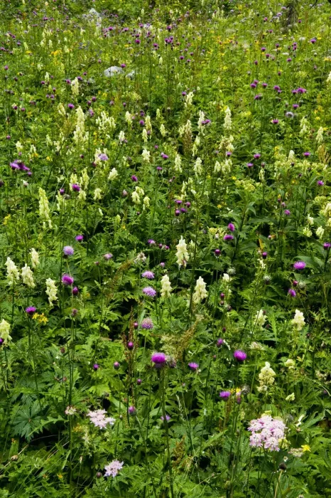 Framed Print : Alpine flower meadow, Triglav National Park, Slovenia, August 2009