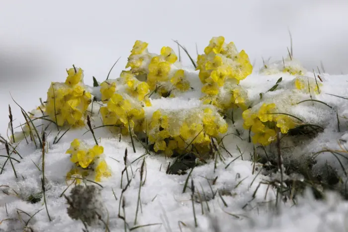 Framed Print : Alpine flowers (Draba sp)? in the snow, Hohe Tauern National Park, Austria, July 2008 Framed Print : Alpine flowers (Draba sp)? in the snow, Hohe Tauern National Park, Austria, July 2008