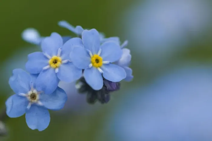 Framed Print : Alpine forget-me-not (Myosotis asiatica) in flower, Liechtenstein, June 2009
