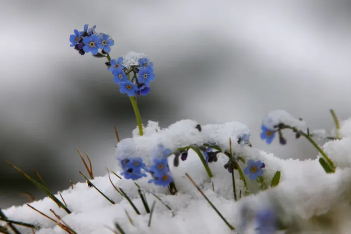 Framed Print : Alpine forget-me-not (Myosotis sp) flowers in the snow, Hohe Tauern National Park Framed Print : Alpine forget-me-not (Myosotis sp) flowers in the snow, Hohe Tauern National Park