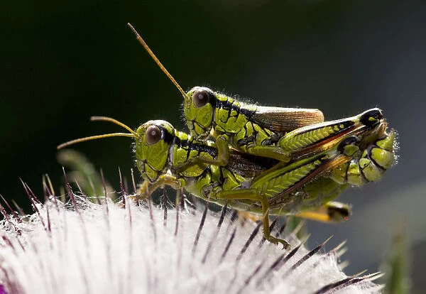 Alpine grasshopper (Miramella alpina) pair mating on a thistle, Triglav National Park