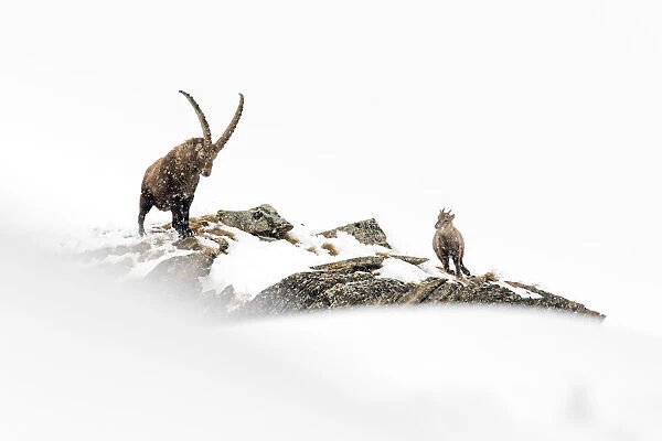 Alpine ibex (Capra ibex) adult male in deep snow on a ridge with young during snowfall