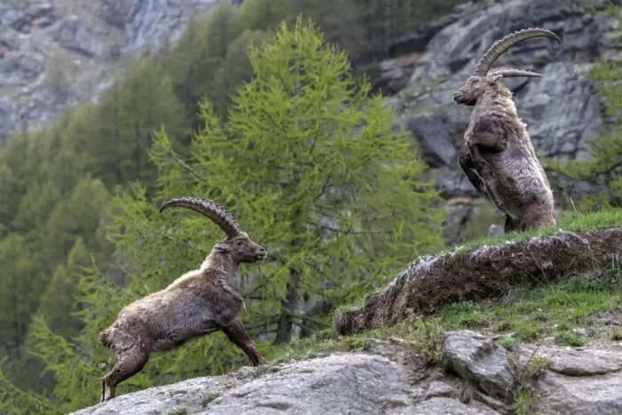 Framed Print : Alpine ibex (Capra ibex) adult males fighting in alpine landscape, Valsavarenche Framed Print : Alpine ibex (Capra ibex) adult males fighting in alpine landscape, Valsavarenche