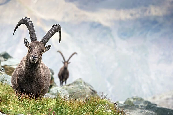 Alpine ibex (Capra ibex) two adult males in mountain landscape. Alps, Aosta Valley, Gran Paradiso National Park, Italy. September