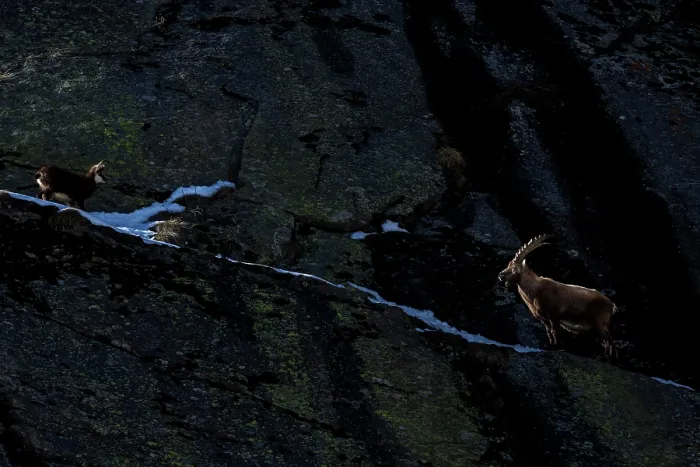 Framed Print : Alpine ibex (Capra ibex) and Alpine chamois (Rupicapra rupicapra) face to face on a steep mountain slope at dusk, Gran Paradiso National Park, Aosta Valley, Alps, Italy. March Framed Print : Alpine ibex (Capra ibex) and Alpine chamois (Rupicapra rupicapra) face to face on a steep mountain slope at dusk, Gran Paradiso National Park, Aosta Valley, Alps, Italy. March