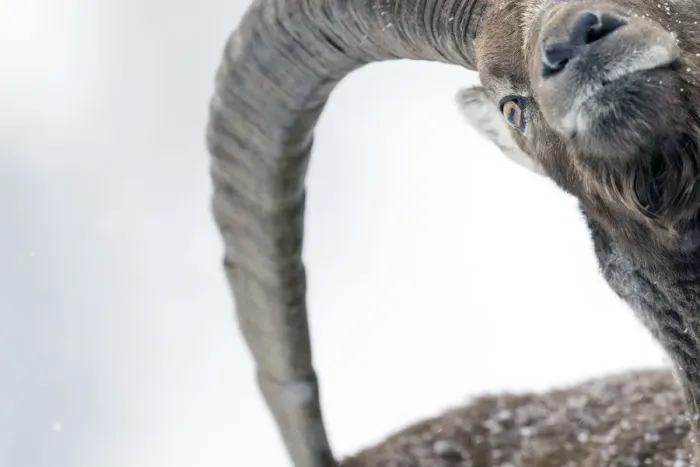 Framed Print : Alpine ibex (Capra ibex) close-up crop head portrait of an adult male, Gran Paradiso National Park Framed Print : Alpine ibex (Capra ibex) close-up crop head portrait of an adult male, Gran Paradiso National Park
