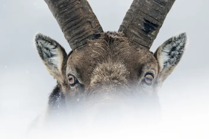 Framed Print : Alpine ibex (Capra ibex) close-up portrait. Gran Paradiso National Park, the Alps, Italy Framed Print : Alpine ibex (Capra ibex) close-up portrait. Gran Paradiso National Park, the Alps, Italy